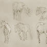 Horse Sketch 01
