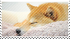 the sleepy shibe by babykttn