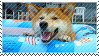 the summertime shibe