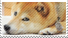 the depressed shibe