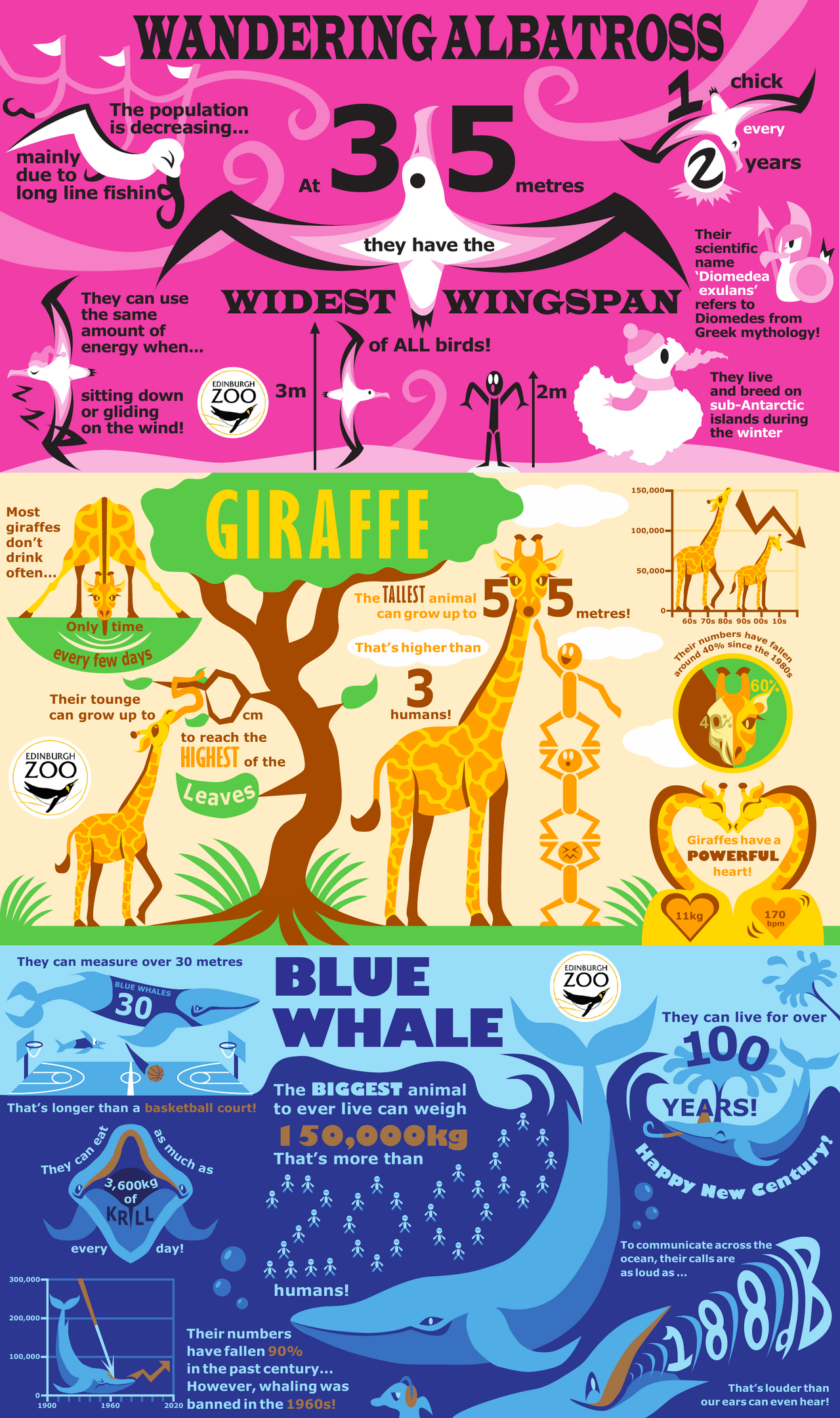 Infographic Project Animal Animal Infographic