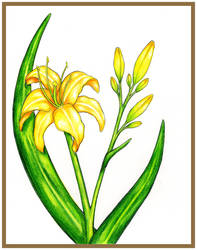 Prismacolor Daylily