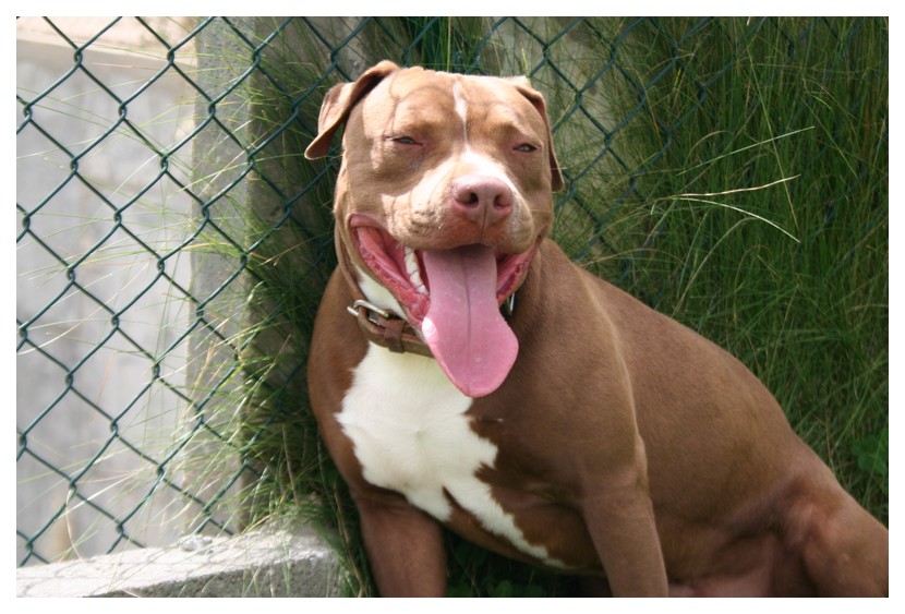 American Pit Bull