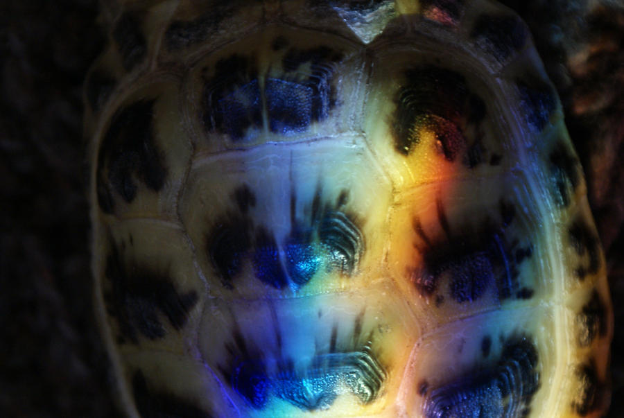 Raibow Shell Rainbow Shell by Shadow-Lycan on DeviantArt