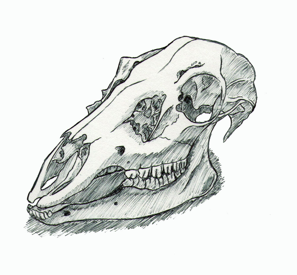 Deer Skull Study in Ink by JusztinaTepesh on DeviantArt