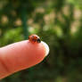 ladybug