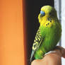 budgie I