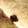 ladybird