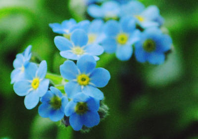 forget-me-not