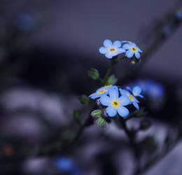 Love,forget-me-not