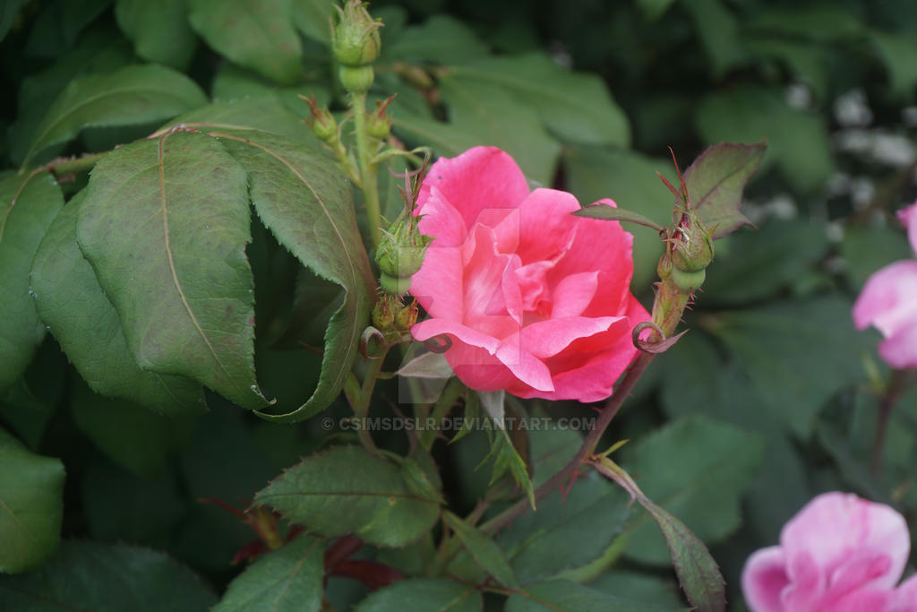 Precious Flowers by CsimsDSLR on DeviantArt