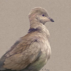 Collared Dove Study