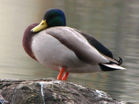Sentinel Duck