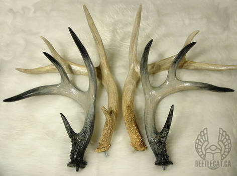 Real Cast Deer Antlers