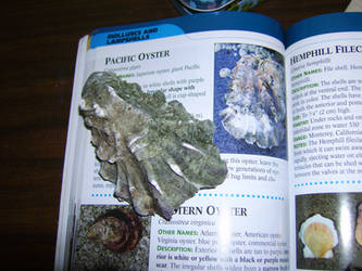 Pacific Oyster