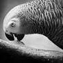 Grey Parrot