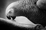 Grey Parrot by Harleyyfr