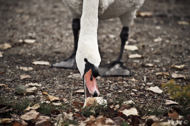 The Swan and the piece of Bread