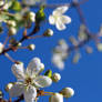 Plum Blossoms