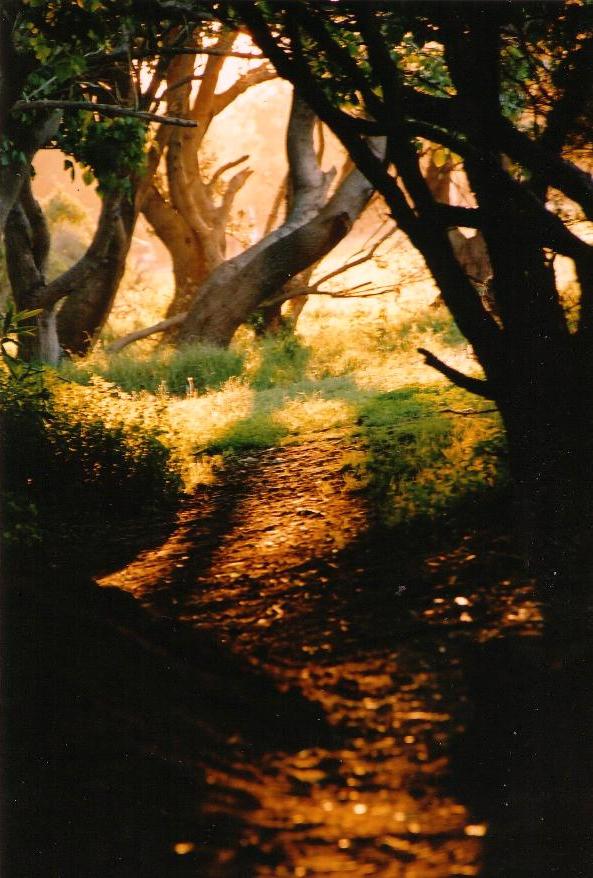 The Path To Neverland