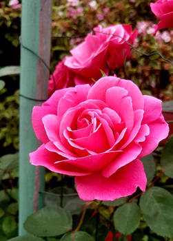 Deep pink rose
