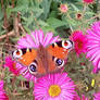 Peacock butterfly on pink asters