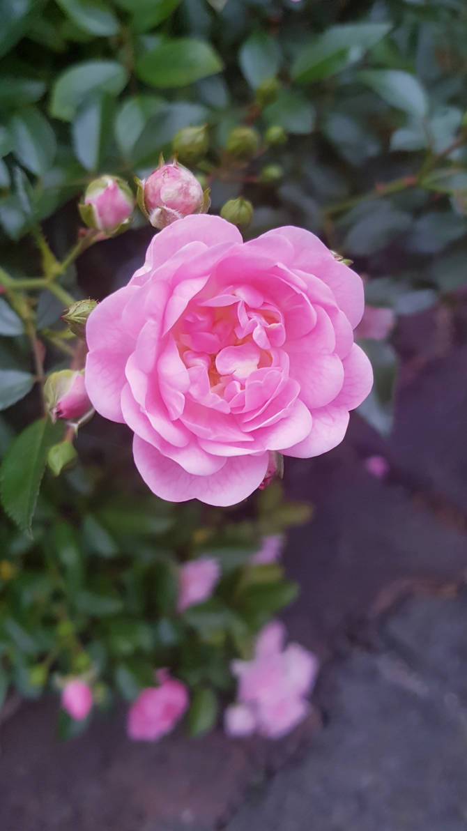 Smell Pink Roses Small pink rose by Karren-san on DeviantArt