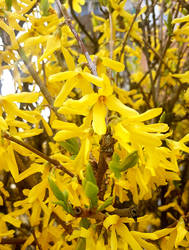 Forsythia flowers