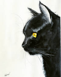 Black cat