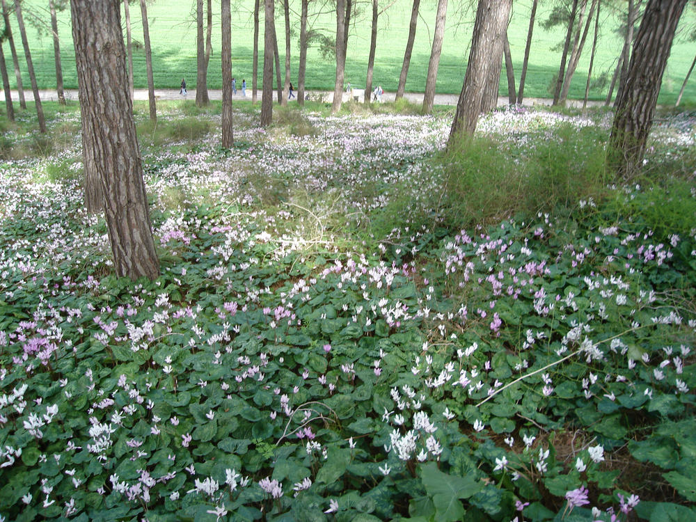 Hill of cyclamen