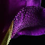 Purple Shimmer