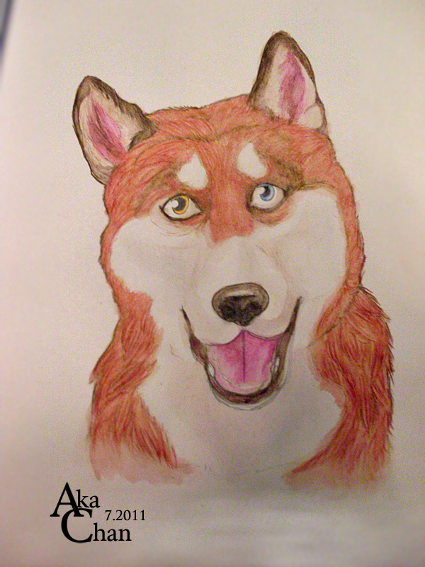 Red husky