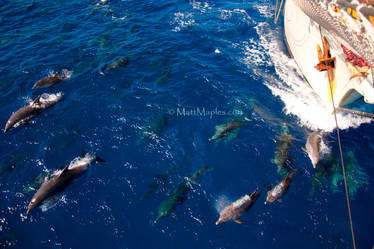 Dolphins off the bow