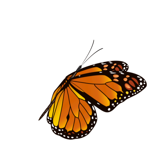 Butterfly Gif by ngochan192 on DeviantArt Butterfly Gif by ngochan192 on DeviantArt