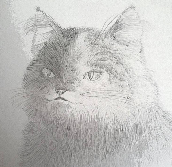 Realistic cat - pencil drawing by Chiezha on DeviantArt