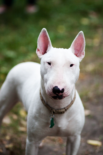 What kind of dog is chico from deals friday