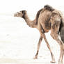 camel 1