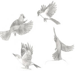 Sketch - Birds