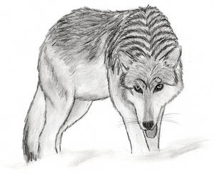 Sketch - Wolf