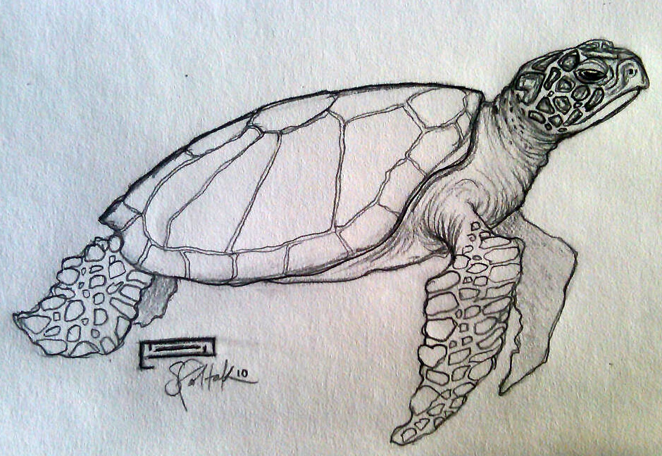 Green Sea Turtle