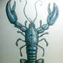 Blue Lobster