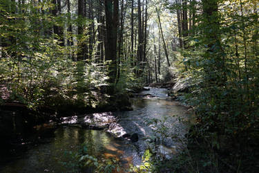 Looking Downstream