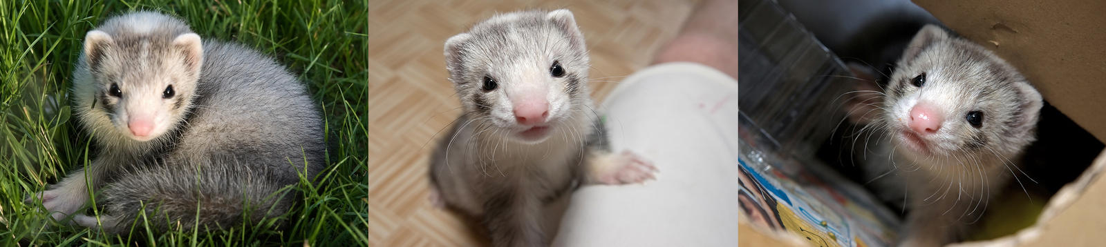 Ferret: Capt. Spock