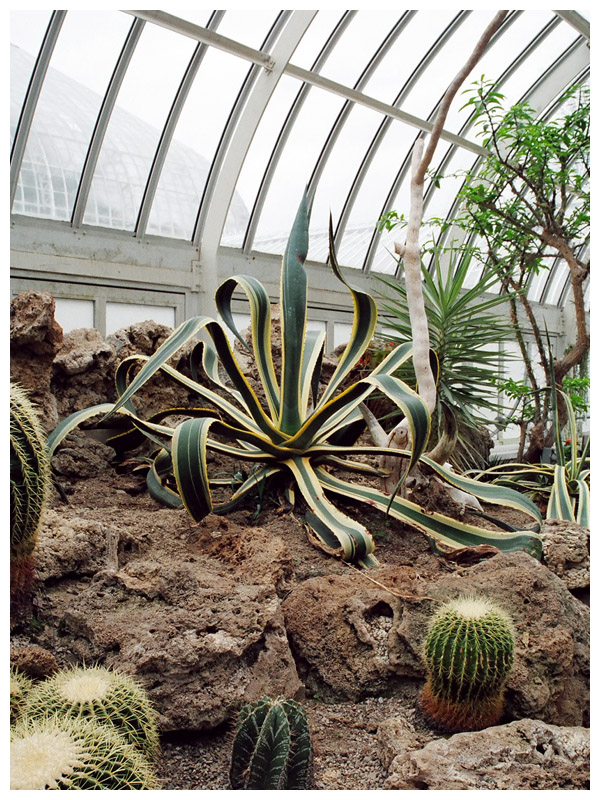 Medusa Cactus