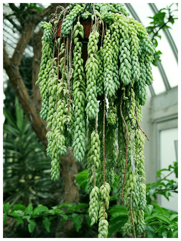 Hanging Cactus