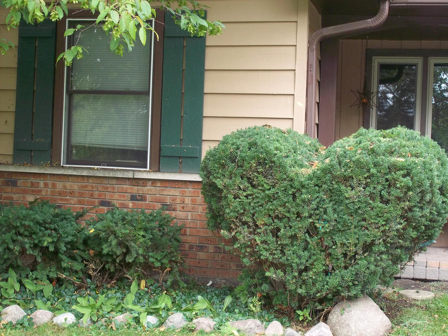 My heart-shaped bush! by BlackChallenger