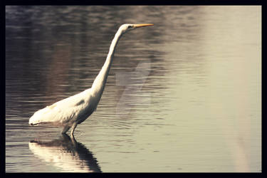 Egret