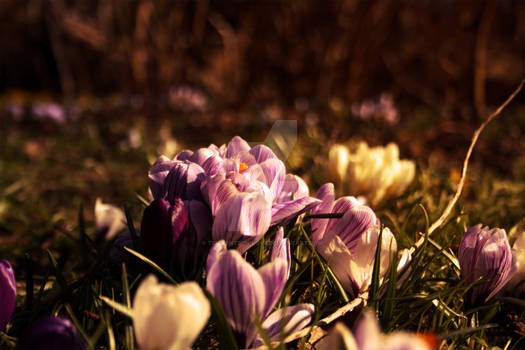 Crocus