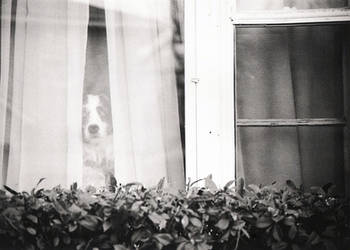 Panda in the Window