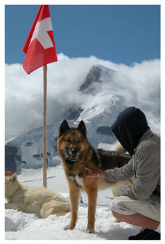 Husky Dog at Jungfrau Mountain